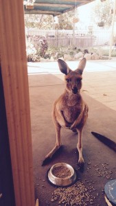 kenguru