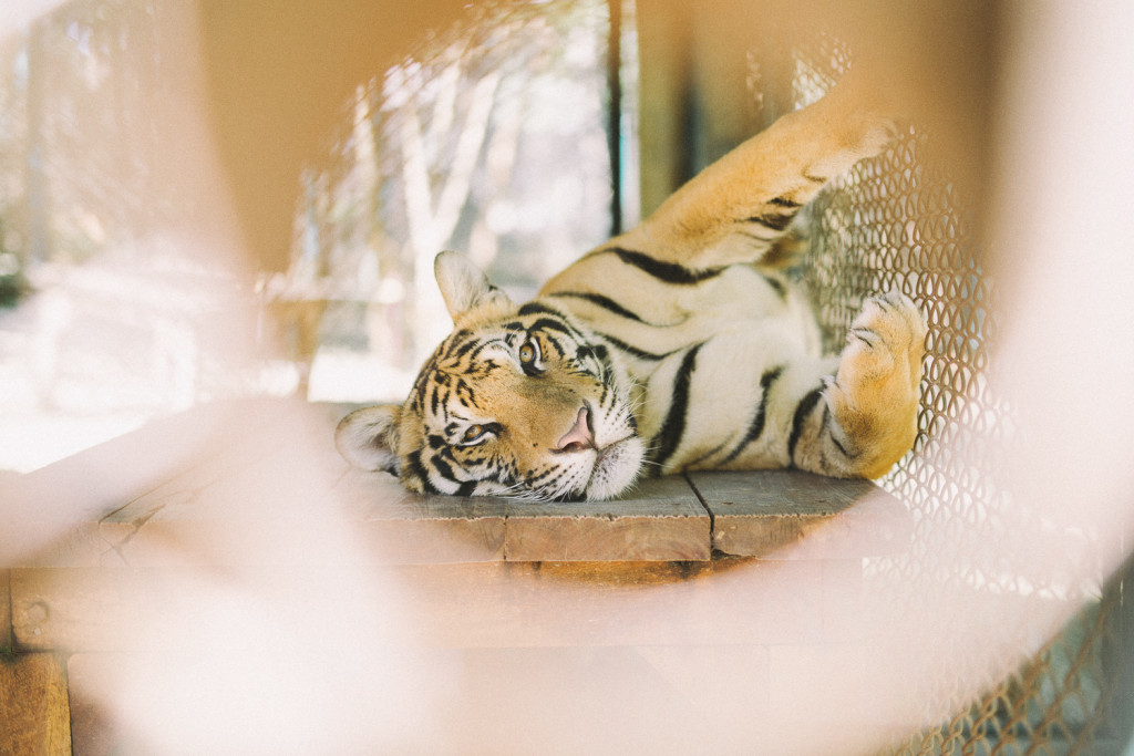 TigerKingdom_ChiangMai