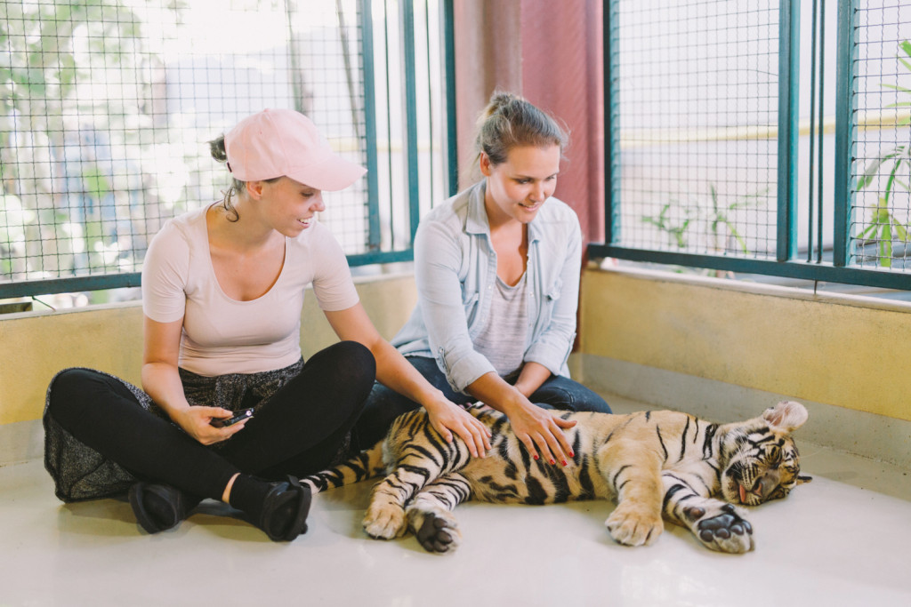 Tiger_Kingdom_ChiangmAI