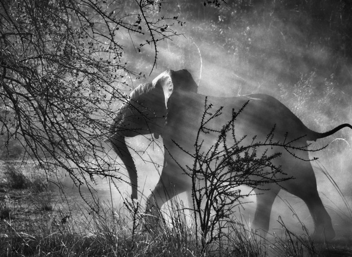 10-4-7501_s.salgado_sloni_elephants