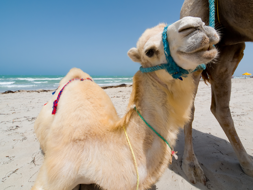 tunizija_2_shutterstock_14007682